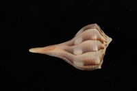 藏品(左旋香螺)的圖片